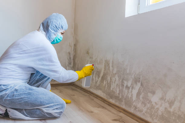 Licensed Black Mold Remediation service in Suffolk, VA - 24 Hour Mold Removal