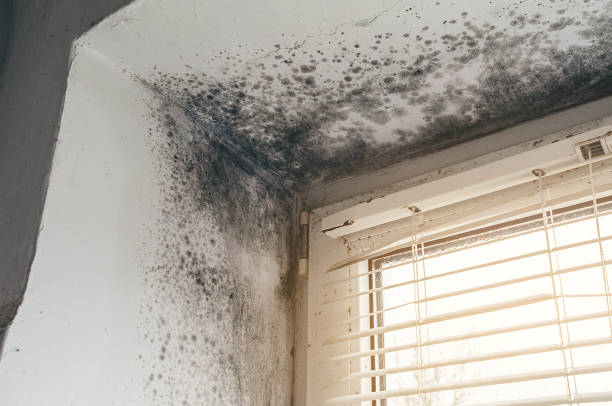 Affordable Black Mold Remediation solutions in Suffolk, VA